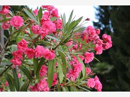 Oleander pospolity - zdjęcie 3