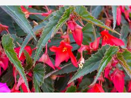 Begonia boliwijska - zdjęcie 1