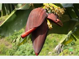Banan Musa Tropicana - zdjęcie 3