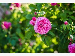 Róża damasceńska - zdjęcie 3