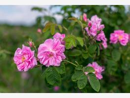 Róża damasceńska - zdjęcie 4