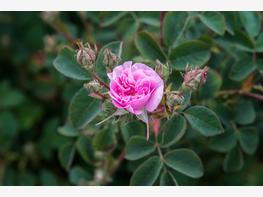 Róża damasceńska - zdjęcie 5