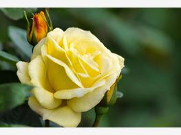 Róża wielkokwiatowa 'Casanova' - zdjęcie 3