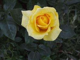 Róża wielkokwiatowa 'Casanova' - zdjęcie 4