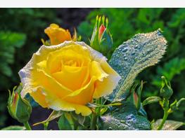 Róża wielkokwiatowa 'Casanova' - zdjęcie 5