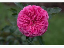 Róża rabatowa 'Leonado da Vinci'