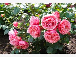Róża rabatowa 'Leonado da Vinci' - zdjęcie 3