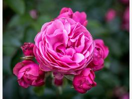 Róża rabatowa 'Leonado da Vinci' - zdjęcie 4