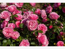 Róża rabatowa 'Leonado da Vinci' - zdjęcie 5