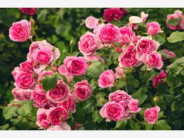 Róża pienna 'Jasmina' - zdjęcie 1