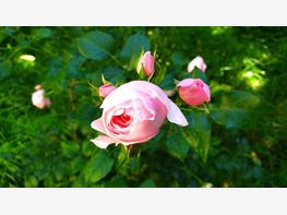 Róża pienna 'Jasmina' - zdjęcie 3