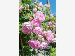 Róża pienna 'Jasmina' - zdjęcie 4