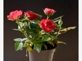 Róża miniaturowa 'Zwergenfee'