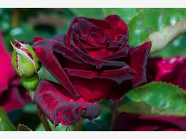 Róża wielkokwiatowa 'Black Baccara' - zdjęcie 1