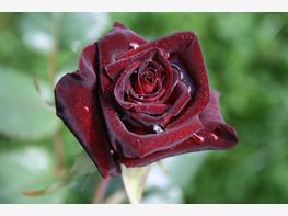Róża wielkokwiatowa 'Black Baccara' - zdjęcie 2