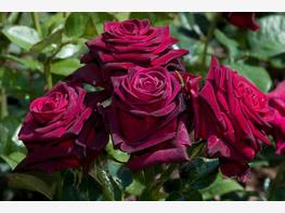 Róża wielkokwiatowa 'Black Baccara' - zdjęcie 3