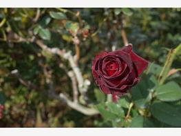 Róża wielkokwiatowa 'Black Baccara' - zdjęcie 4