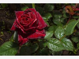 Róża wielkokwiatowa 'Black Baccara' - zdjęcie 5