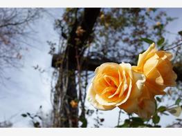 Róża herbaciana 'Lady Hillingdon' - zdjęcie 1