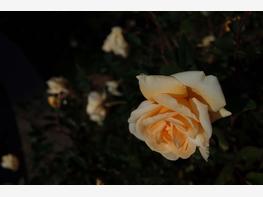 Róża herbaciana 'Lady Hillingdon' - zdjęcie 2