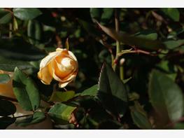 Róża herbaciana 'Lady Hillingdon' - zdjęcie 3