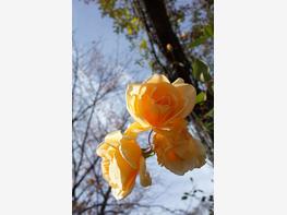 Róża herbaciana 'Lady Hillingdon' - zdjęcie 4