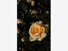 Róża herbaciana 'Lady Hillingdon' - zdjęcie 5