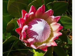 Protea królewska - zdjęcie 4