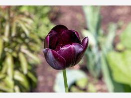 Tulipan ‘Queen of Night’ - zdjęcie 2