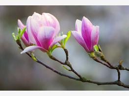 Magnolia pośrednia - zdjęcie 2
