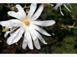 Magnolia gwiaździsta - zdjęcie 3