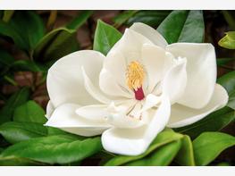 Magnolia wielkokwiatowa - zdjęcie 1