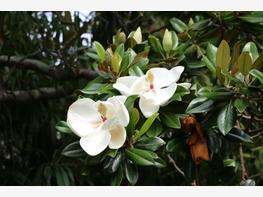 Magnolia wielkokwiatowa - zdjęcie 3