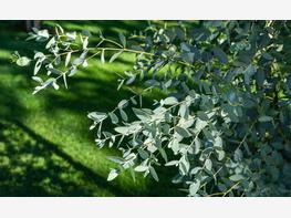 Eukaliptus Gunna - zdjęcie 1
