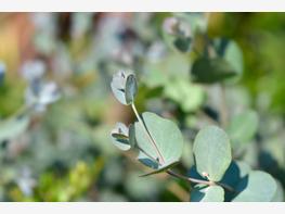 Eukaliptus Gunna - zdjęcie 2