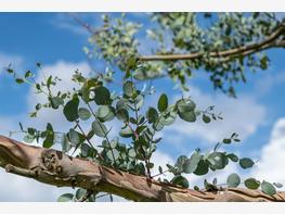 Eukaliptus Gunna - zdjęcie 3