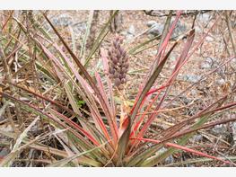 Bromelia gruba - zdjęcie 1