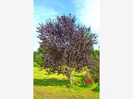 Śliwa wiśniowa ‘Pissardii’ - zdjęcie 4
