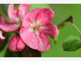 Jabłoń purpurowa - zdjęcie 5