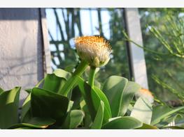 Krasnokwiat białokwiatowy - zdjęcie 2