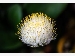 Krasnokwiat białokwiatowy - zdjęcie 4