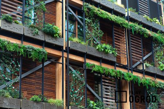 rośliny wieloletnie na balkon