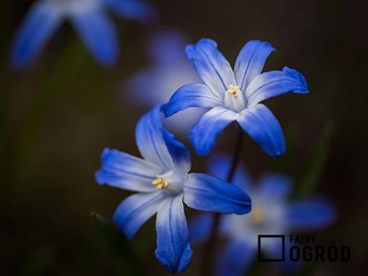 niebieskie kwiaty wiosenne