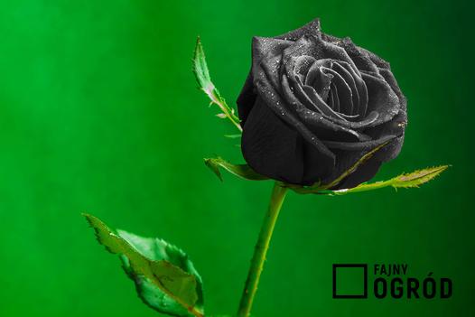 czarne róże