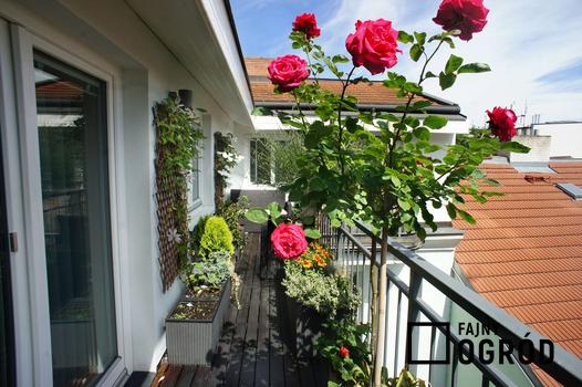 róże na balkon