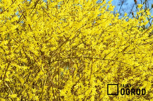 krzewy kwitnące na żółto