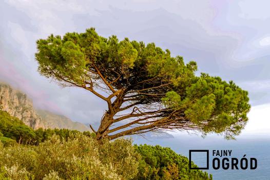 śródziemnomorskie drzewa iglaste