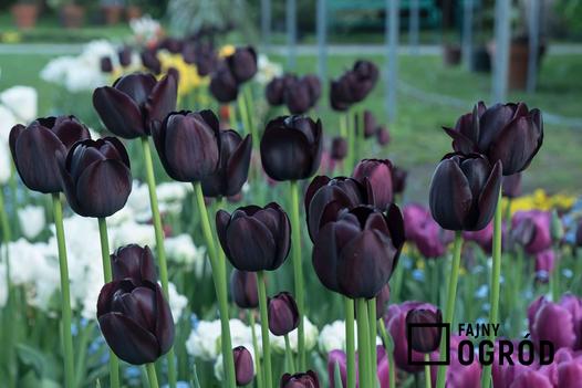 czarne kwiaty