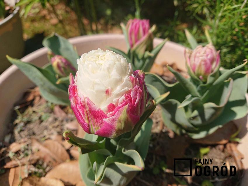 Tulipan 'Ice Cream'
