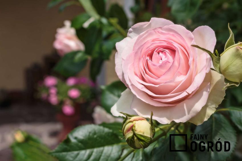 Róża parkowa 'Eden Rose'
